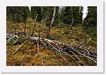 northern taiga_5768 * 800 x 533 * (128KB)